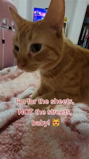 King Zephyr isn't an outdoor cat anymore! He LOVES being indoors with his meowmy by his side!😻