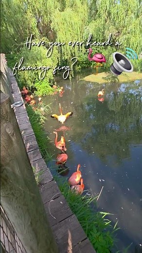 Real & Clear Flamingo Sounds! 🦩🔊 (Listen closely!)