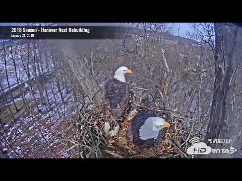 2018 Hanover Eagles - Nest Rebuilding Time-Lapse