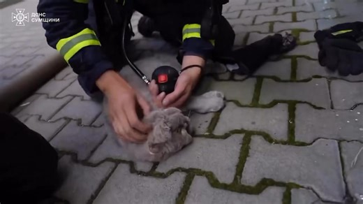 Miracle rescue in Sumy 🐾🔥 In Sumy, a gas cylinder exploded in an apartment, sparking a fire that quickly engulfed the kitchen. The owner managed to escape on his own, but his beloved cat was trapped inside. When rescuers pulled the animal out, it showed no signs of life. Yet thanks to the persistence of the rescuers, the cat was revived and saved. Even in the midst of fire and chaos, humanity shines brightest when a small life is given a second chance. 🥺 | Meanwhile in Ukraine