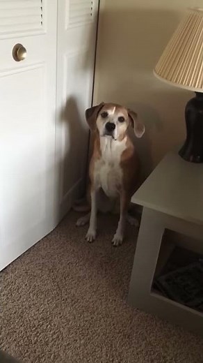 Dog Puts herself in Time Out