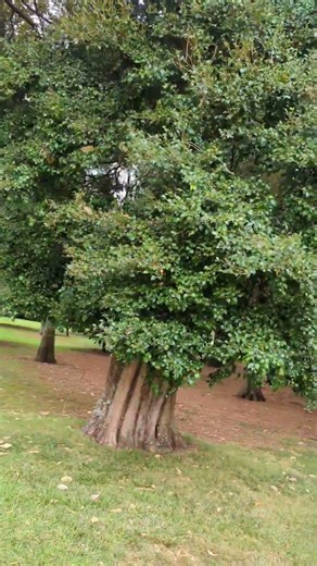 Trending Tree Dance. #shorts, #trees.