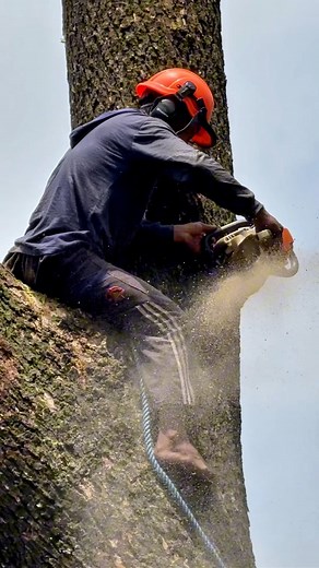 The best skill of pruning a big tree! | Iswoko