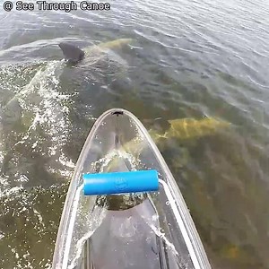Spending time with water friends... I see these two dolphins regularly when I go canoeing in their neighborhood. Whenever they see me they always come over to the canoe and swim along with me for a while. The underwater part of the video is taken with an action camera mounted to the underside of the canoe. One of these dolphins has a couple scars on its back from being hit by a boat propeller. A lot of people seem to think that dolphins are too fast and agile to get hit by boats but it happens r
