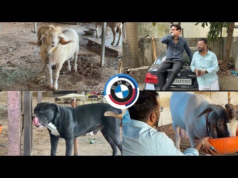 “Farm Vibes Only 🐐🌾 | Goats, Sheep & More”