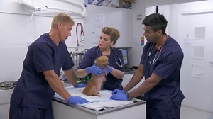 What happened when a starving dog walked into the clinic