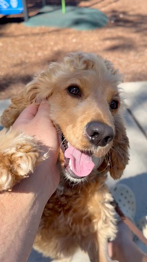 We’ve got a new family member! 🐾🤍 Maple was exactly what we were missing. The boys absolutely adore her! she’s already made herself right at home and filled the house with so much love, energy, and a bit more chaos! 😅. We can’t wait for all the adventures with Maple ahead! 🐶✨ Nathaneil Van Akerlaken Jenna Doulton #FamilyLove #MapleTheDog #CockerSpaniel #ForeverHome #WeLoveMaple | James O'Sullivan