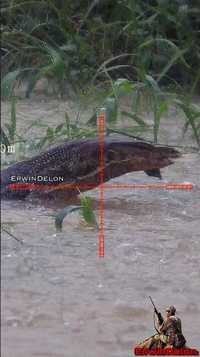 Berburu biawak // monitor lizard hunting