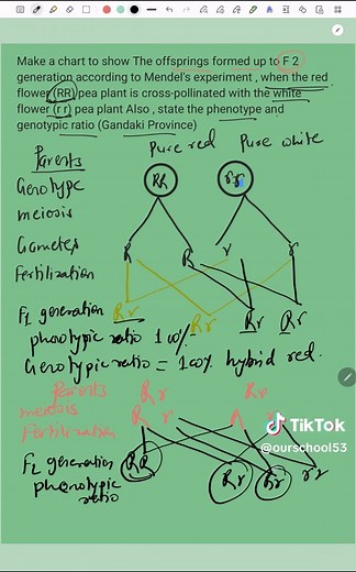 Understanding Mendelian Genetics for Class 10