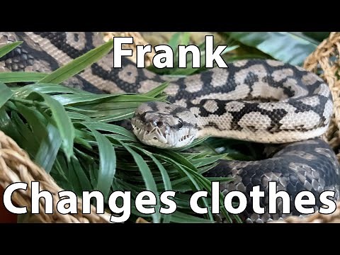 Frank the snake sheds her skin.