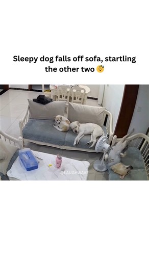 sleepy dog falls of sofa, startling the other two 😴 #shorts