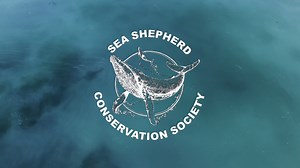 3.8K views · 230 reactions | Be an Ocean Champion The need for action has never been more urgent. Saving the oceans is possible – but we need your help. Your monthly donation would go directly to our campaigns, providing fuel and equipment for our ships and volunteer crews as they take on the biggest threats facing the oceans today. Help us by signing up today at seashepherd.org/dac | Sea Shepherd Conservation Society | Facebook