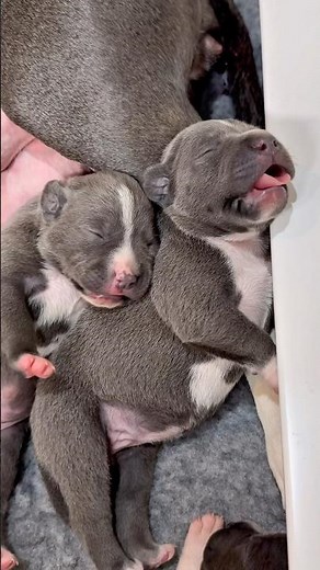 Cutest Puppy Snuggles With Her Sister 🐾💤 | Blue Staffy Puppies