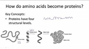 Macromolecules of Living Things - Example 2 ( Video ) | Biology
