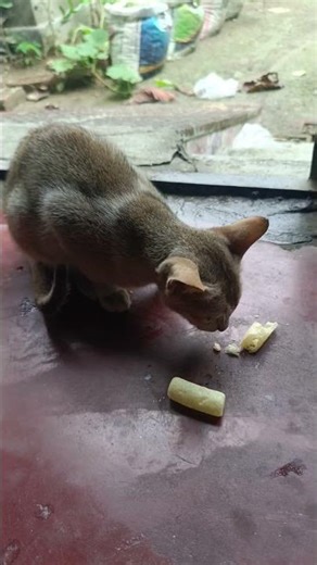 #kitten #ytshorts #cat #foryou #youtubeshorts #reels