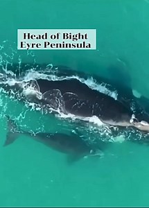 The Great Australian Bight is known for its stunning Bunda Cliffs and as a prime whale watching location, particularly for Southern Right Whales. #southaustralia #australia Music: South Australia Events and Tourist Attractions (original audio) | South Australia Events and Tourist Attractions