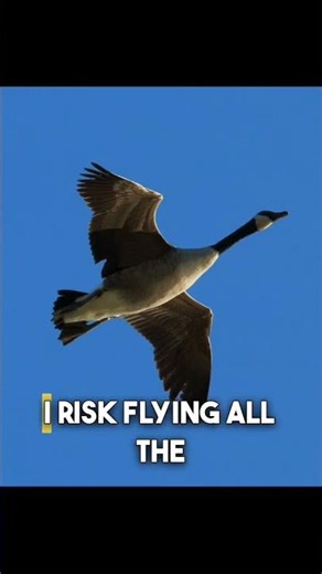 Impact of Feeding on Goose Behavior #shorts