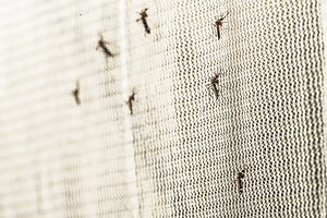 Fight against mosquitoes: robots sort insects, drones release them