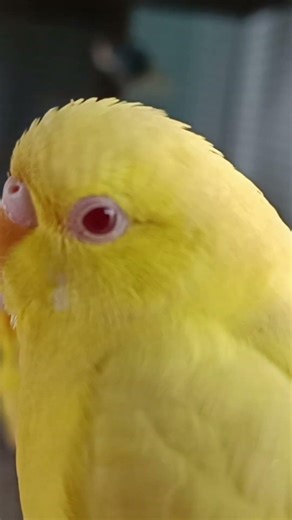 # 🥰🥰🥰🥰🥰