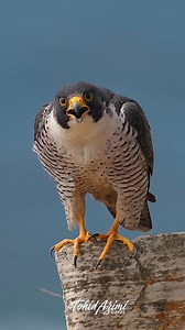 163K views · 6.8K reactions | When you hear a Peregrine Falcon do Kak calls, just run! ...#peregrinefalcon #falcon #birdsofprey | Tohid Azimi | Facebook