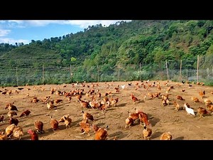 Free Range Desi Poultry Farming l Fencing l Feeding l Marketing l