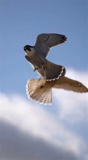 The Falcon Attacked First… The Owl’s Revenge Strikes Back Fast #wildlife #nature #birds