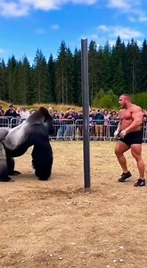 “Man vs Gorilla: When Human Strength Wasn’t Enough” 🦍💥 | mr jery