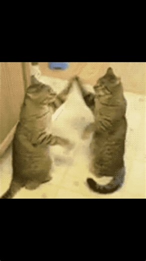 Kitten Fight Club: Adorable Cat Battles