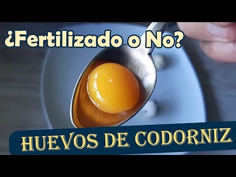 Cómo Saber si un Huevo de Codorniz es Fértil. ¿Y por qué Necesitas Saberlo?