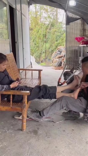 Funny Dog Moments That Will Make You Laugh Out Loud