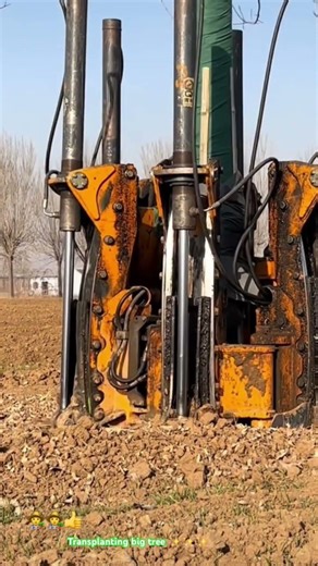 Transplanting big tree : Modern digger excavation