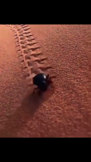 sisyphus da beetle #sisyphus #meme #fyp #viral #xyz #xqc