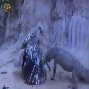 22K views · 94 reactions | hawks fight intensely with lizards | Tree Cutting Machine | Facebook