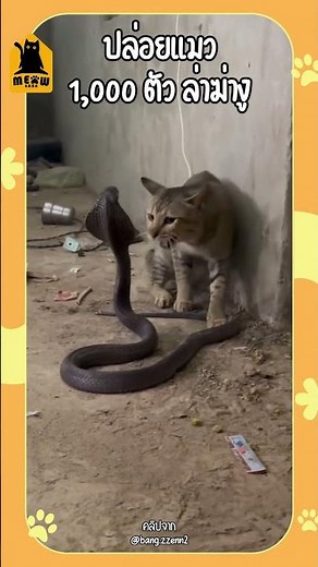 Releasing 1,000 cats to hunt and kill snakes sounds good…but it's even worse. #cats #catlovers #c...