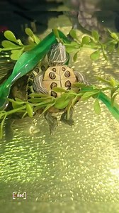 334K views · 16K reactions | A little dancer in a ballet company藍藍藍#turtle # #pet #cute #turtle #turtle #pet #cute #turtl #petfriendly | TurtleNest Diaries | Facebook