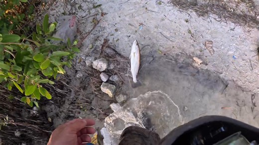 #speckledtrout The Sinker Guy | Brooks Reid