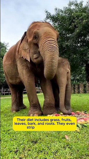Elephant Eating Habits You Didn’t Know