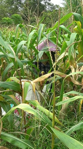 Harvesting corn in the peaceful countryside