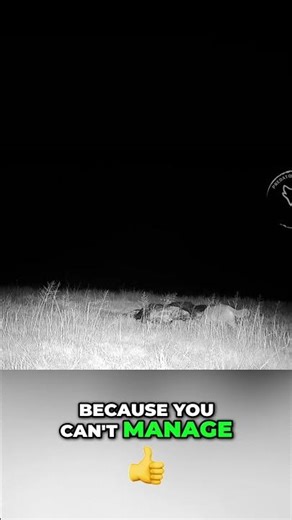 Tactical Predator Breakdown: Understand Before You Manage! #shorts