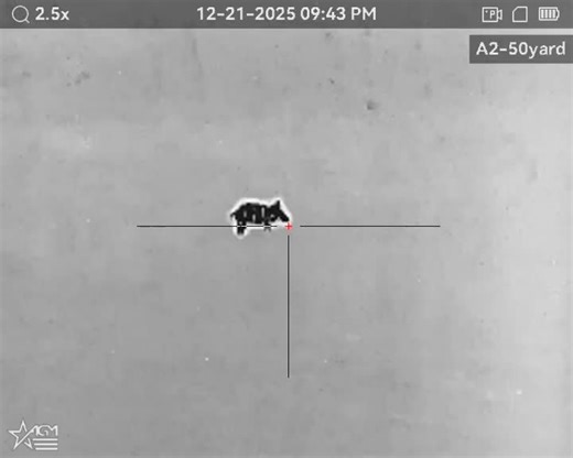 Essential Tips for Boar Hunting in Texas