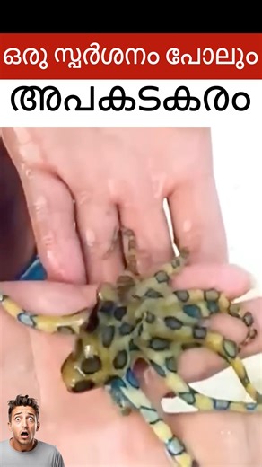 Why the Blue Ringed Octopus Is So Dangerous | Marine Science Explained The blue ringed octopus is one of the most fascinating yet dangerous marine animals found in the ocean. Despite its small size, this octopus carries extremely powerful venom that can seriously affect the human body. In this educational video, we explain how the blue ringed octopus venom impacts the nervous system and lungs, why its bite often goes unnoticed, and how loss of muscle control and breathing difficulty can occur ov