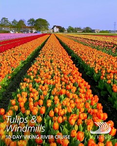 2K views · 77 reactions | Let us welcome you to Holland and Belgium....