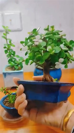 42K views · 738 reactions | DIY Flower Garden #DYI #plantingtips #flowergarden #growflower | Thousand Million Art | Facebook