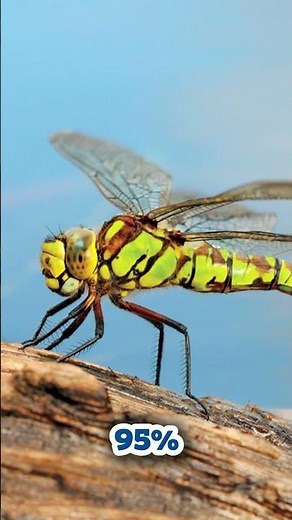 Amazing Insect Facts That Will Blow Your Mind! 🐜🪲