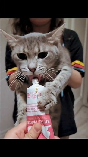 Did You Know Cats Can Sweat Through Their Paws? 🐾