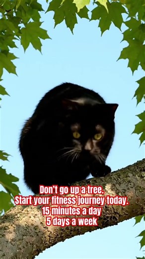 Cat up a tree