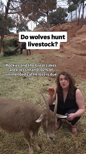 Colorado Wild on Instagram: "The data is clear: Coexistence Works! Killing wolves does NOT protect livestock, but can actually INCREASE the likelihood that a livestock animal will be lost to wolves. Why? When we kill wolves, we debilitate their ability to take down their large and dangerous natural prey like moose, deer, and elk. Wolves need every member of their family, just like humans! Worse, when we kill wolves, the entire pack can disband, leading to multiple, broken and desperate wolves al