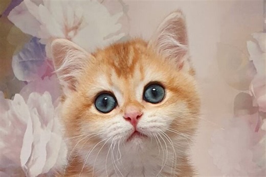 Elvis British Shorthair male, black golden chinchilla