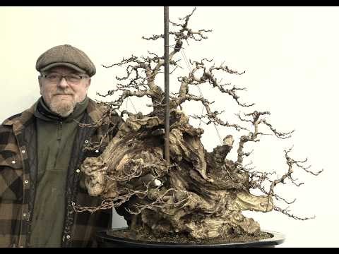 Graham Potter Styles a Yamadori Field Maple