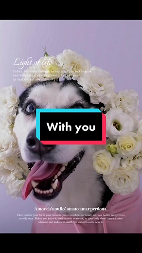 Will you go out with me on Valentines Day?#funnydog #tiktokdog #cutedog #husky #cat #pet #funnylife